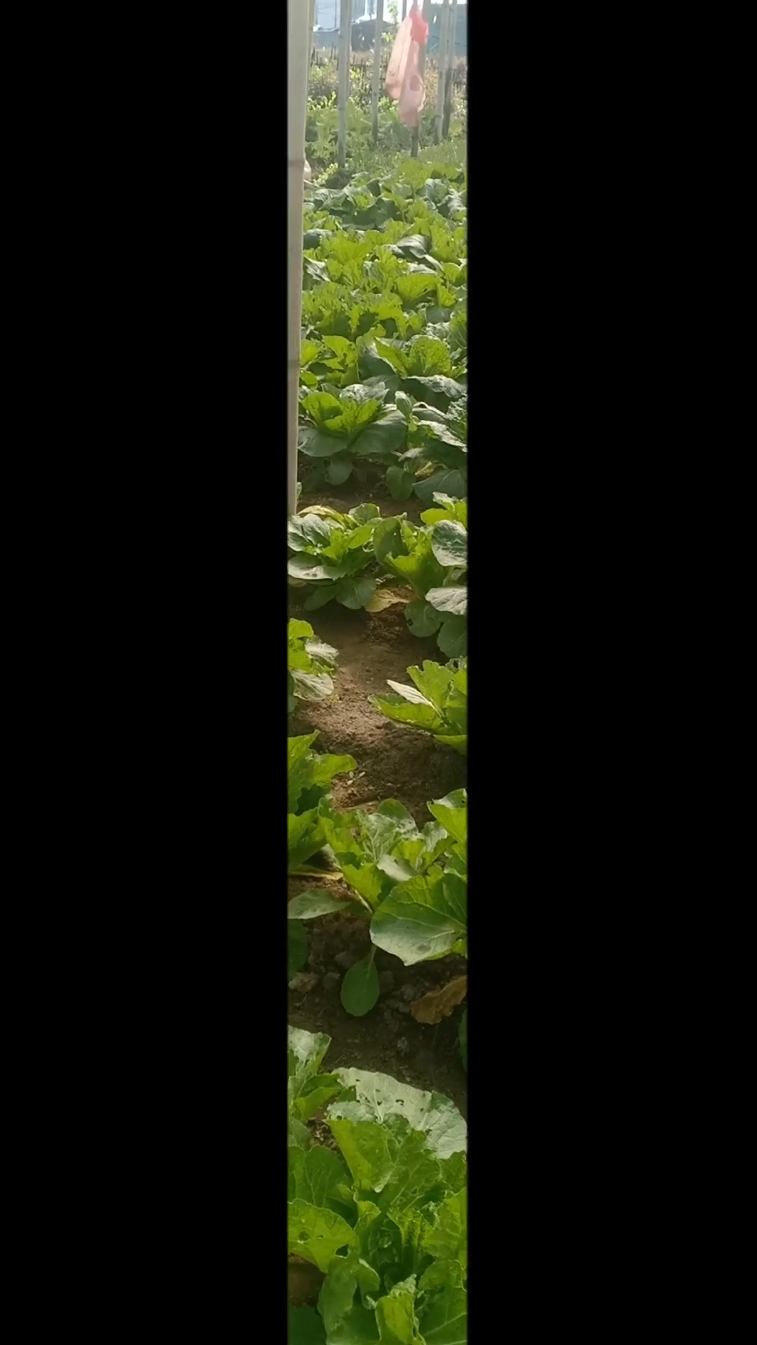 @Suraj Khadka
