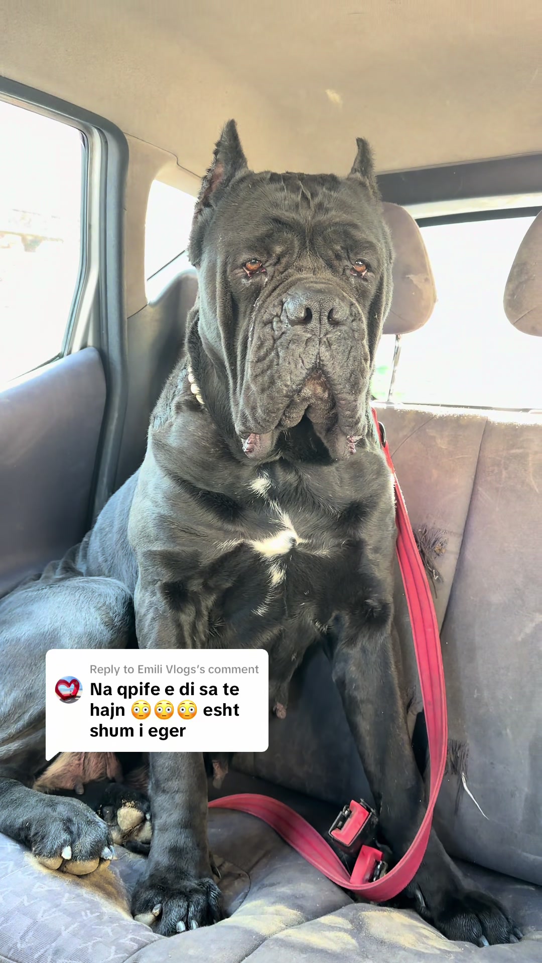 @guardiani_di_lako