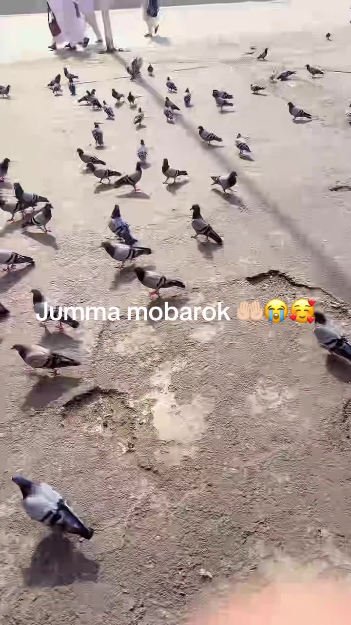 @SBorsha🥰
