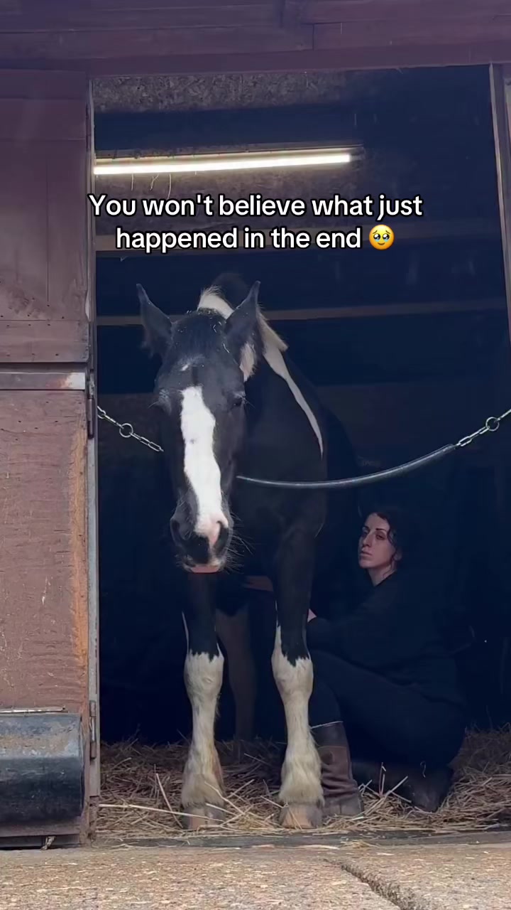 @maverickhorserescueorg