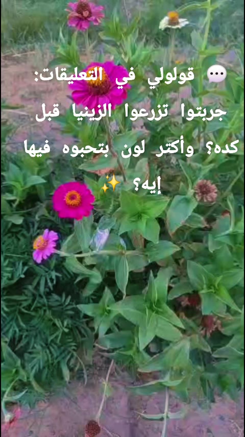 @جنتى
