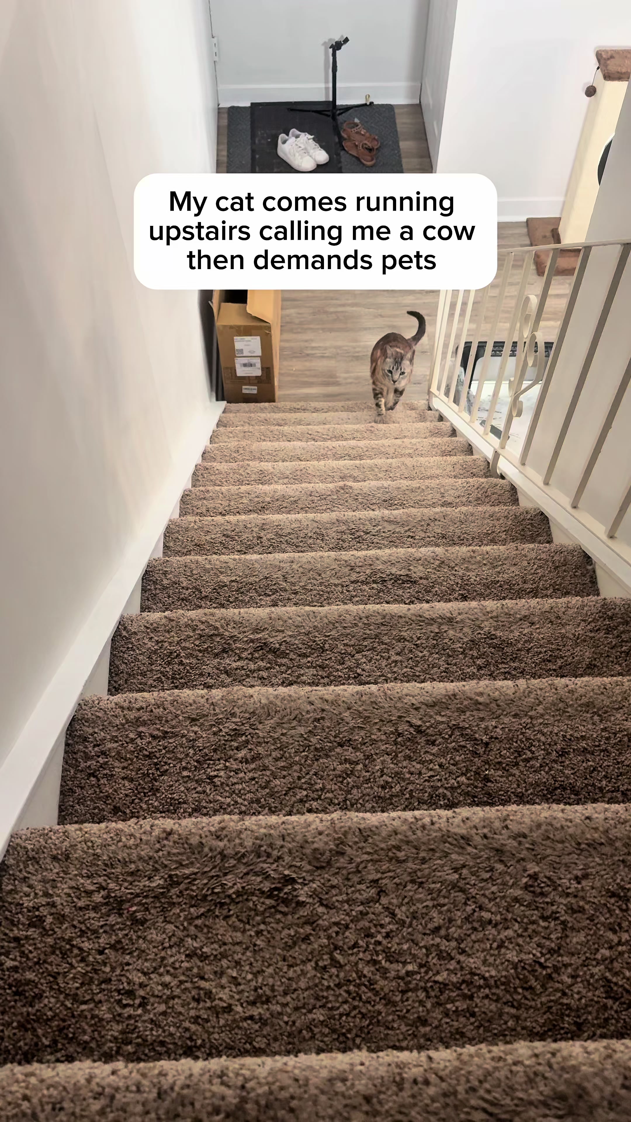 @Three Nawty Cats