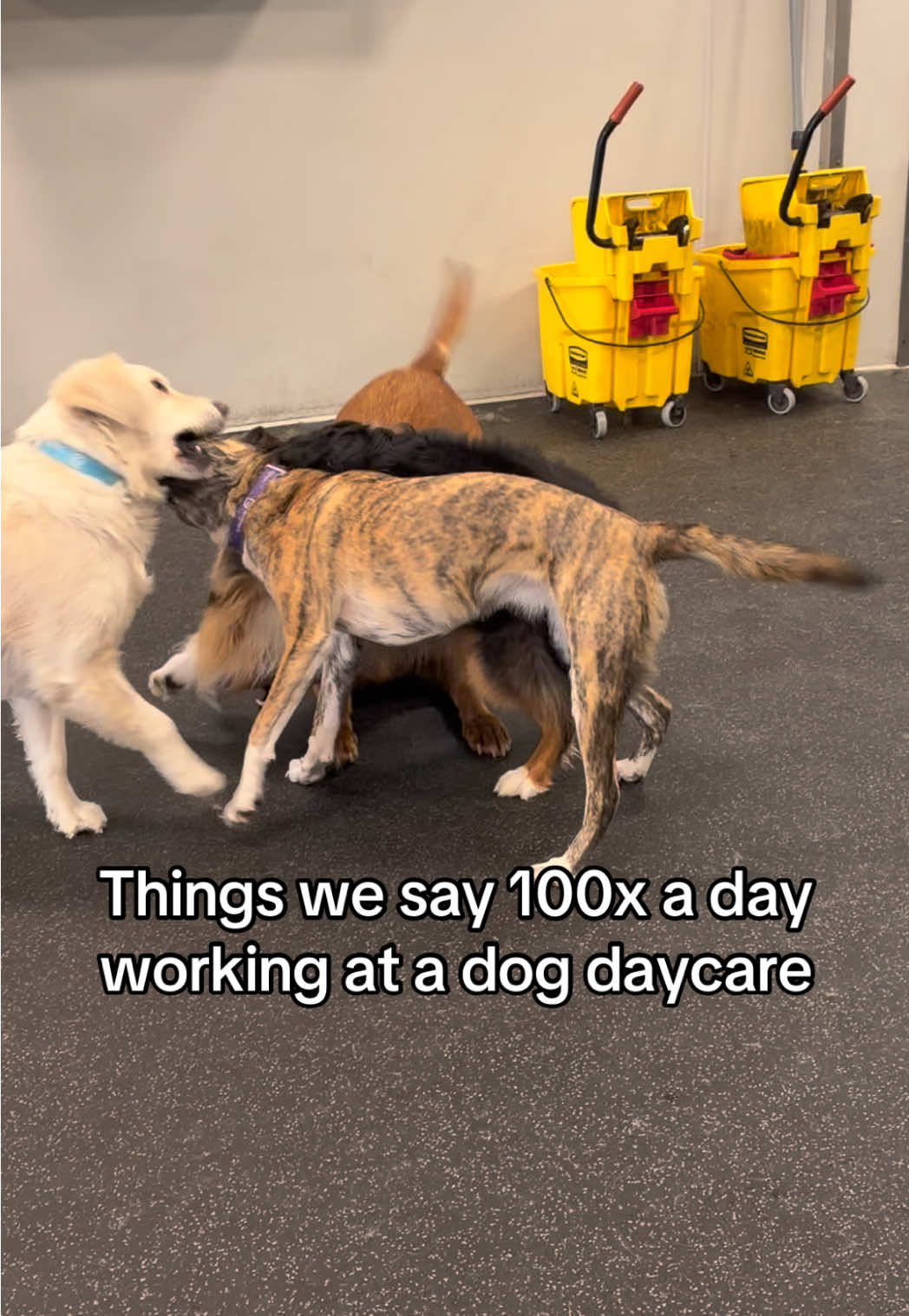 @Dogtopia South Ann Arbor