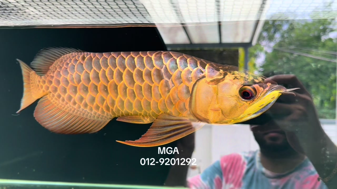 @MGA