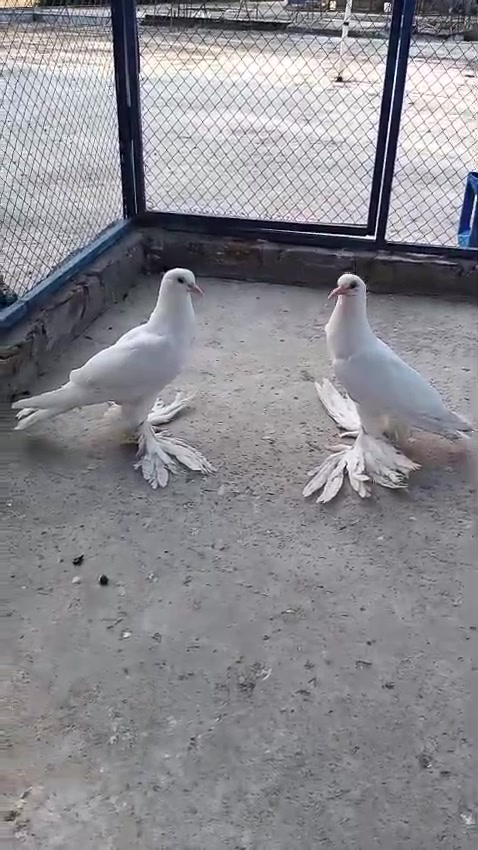 @quality.birds.ajk