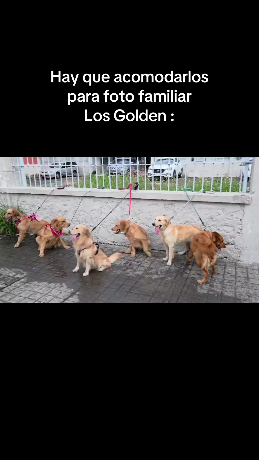 @Dog’s life 🐕