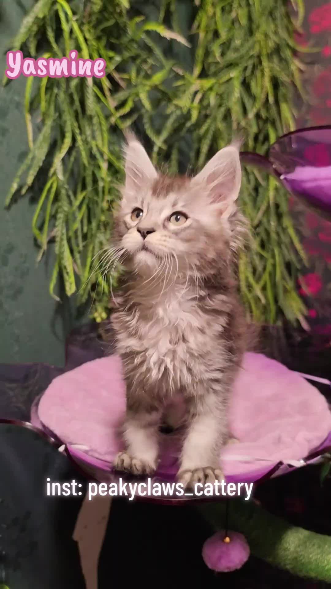 @Peaky Claws Cattery