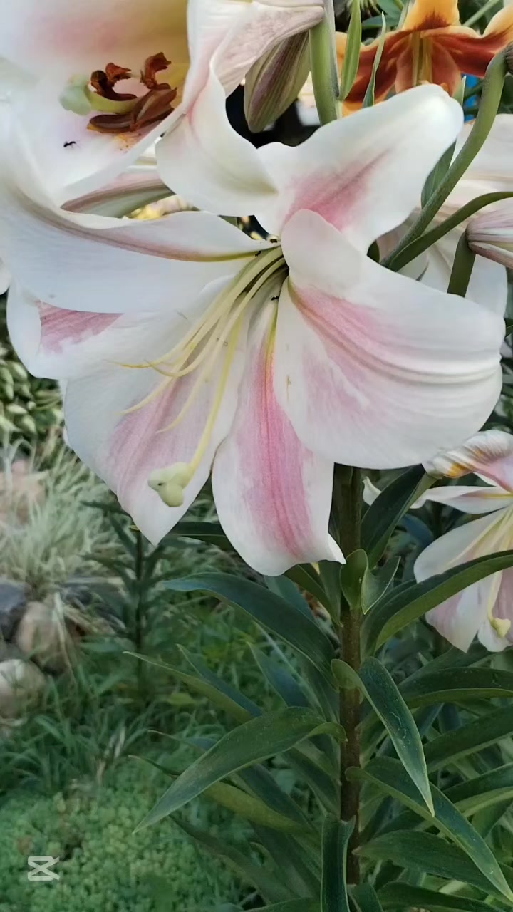@Elena_7377