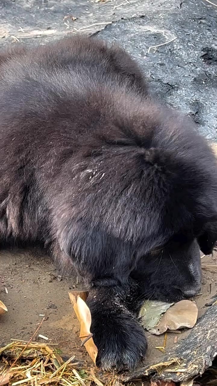 @Kashmiri_Bakrwal_Dog