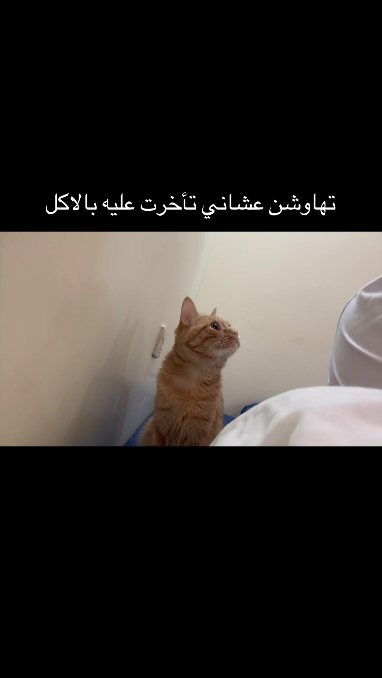 @3aslTheCat
