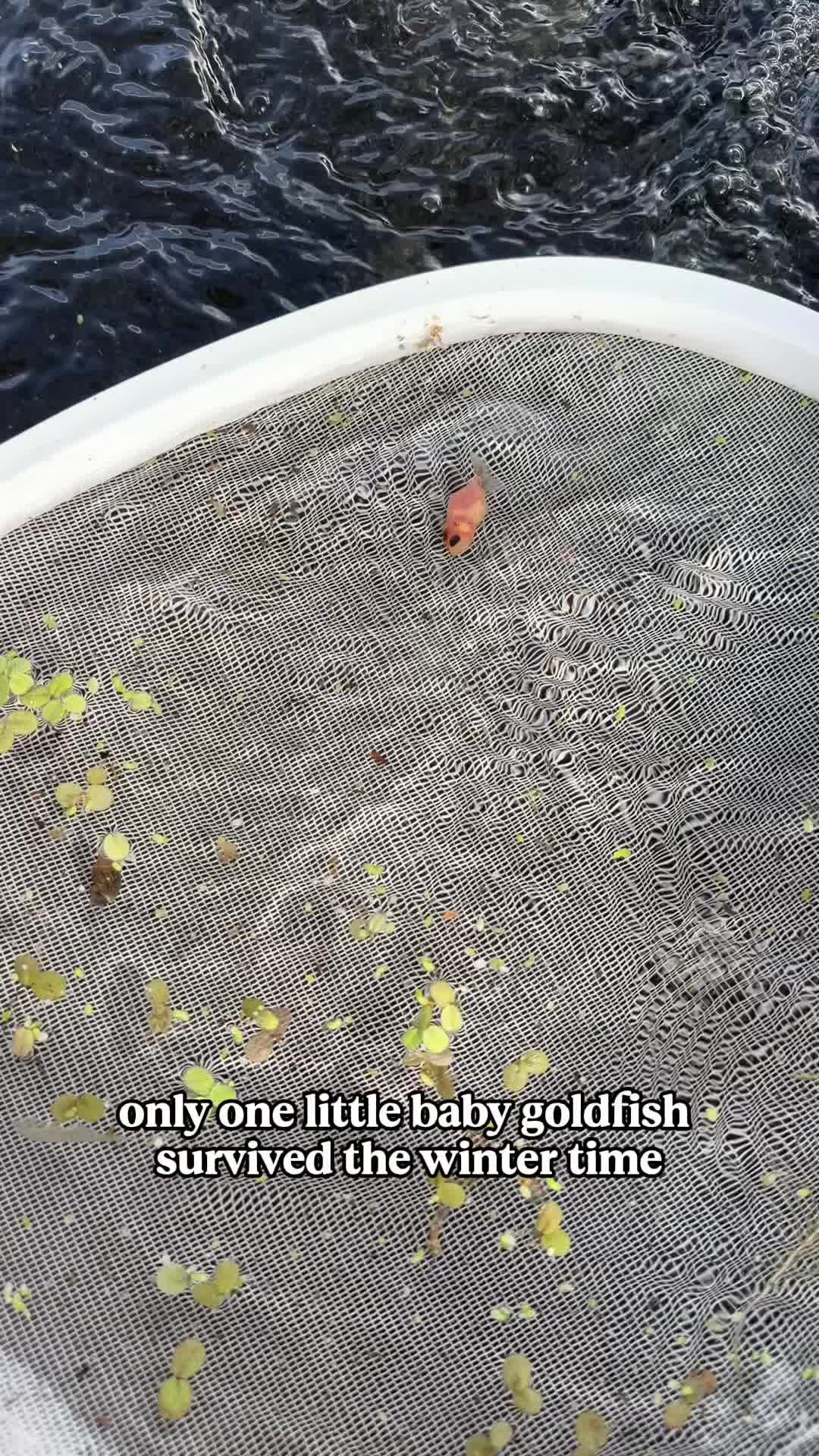@The Goldfish Guy