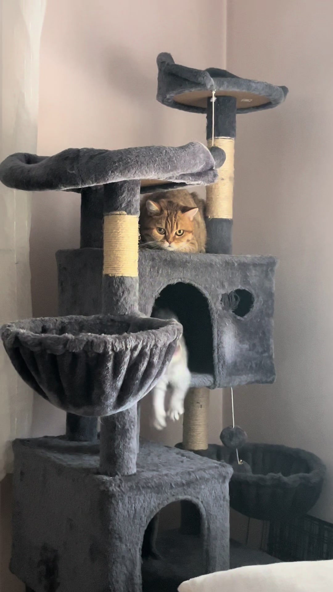 @British Cat Frendi 🐈