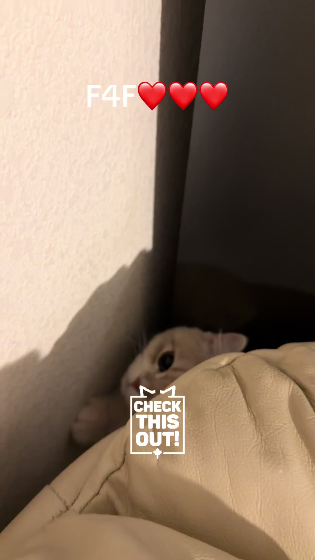 @catloveronthego