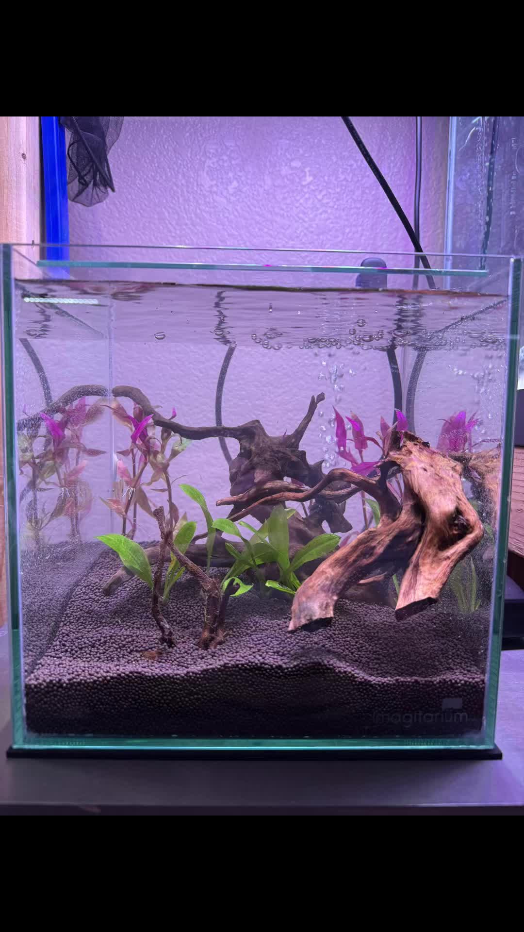 @Cichlid Adventures