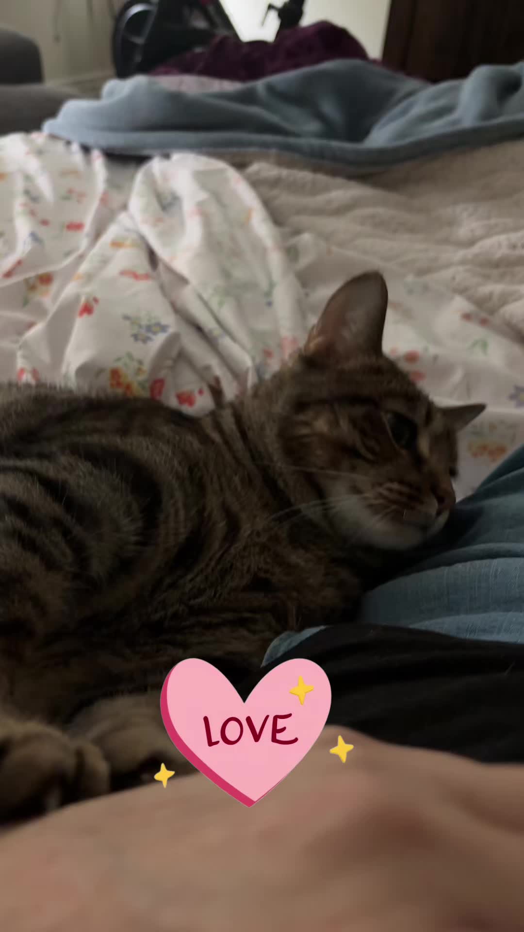 @LifeofRileyMeow