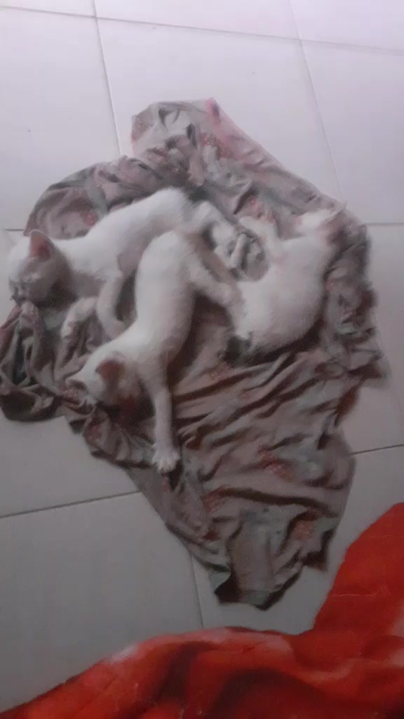 @sri@ni02