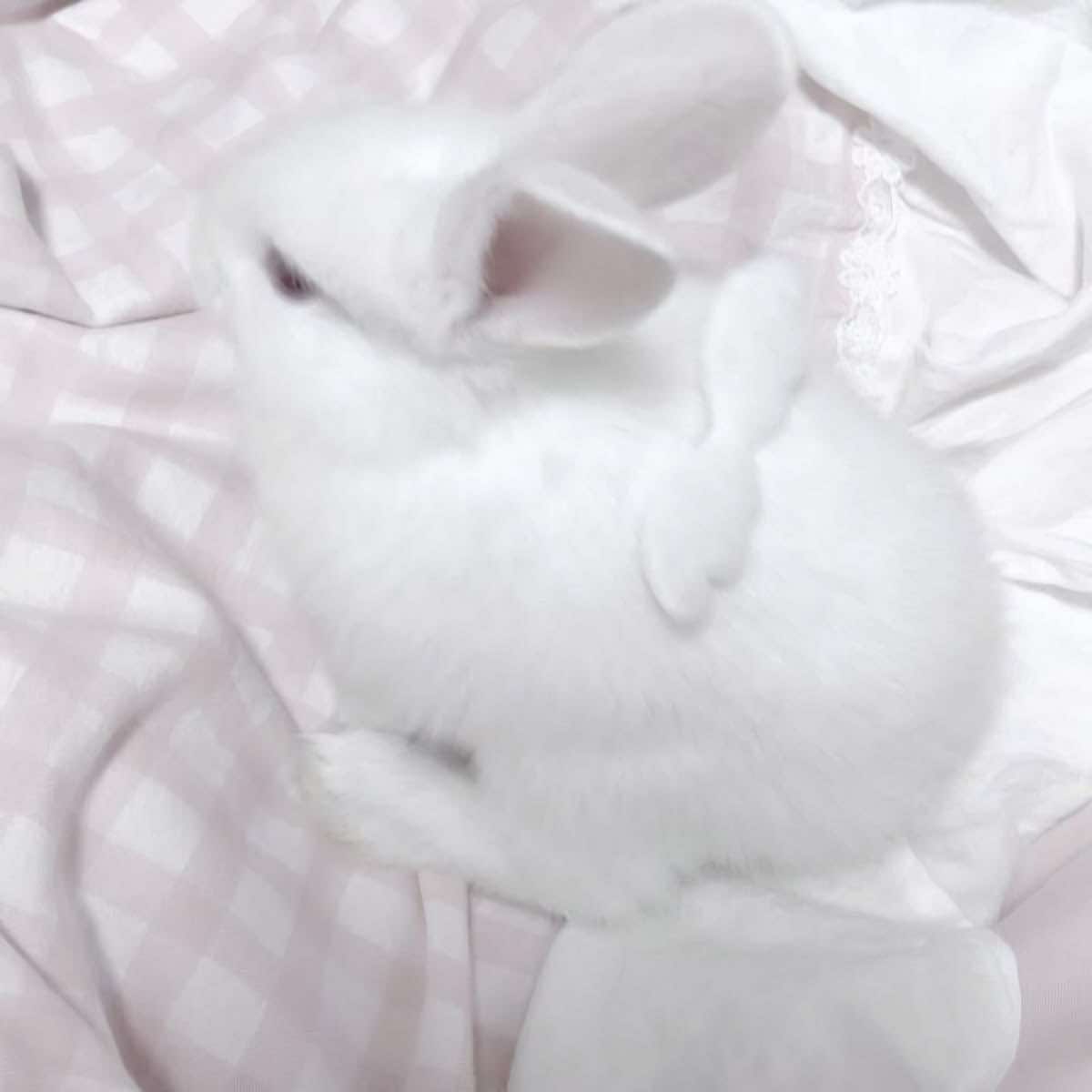 @cncbunniella