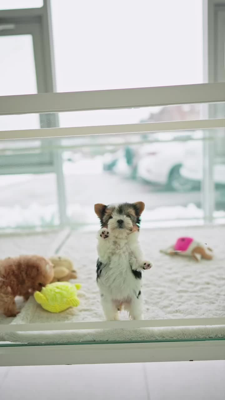 @homeraisedtinypoodles