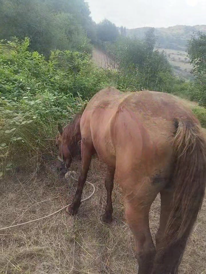 @Elgün Əlizadə