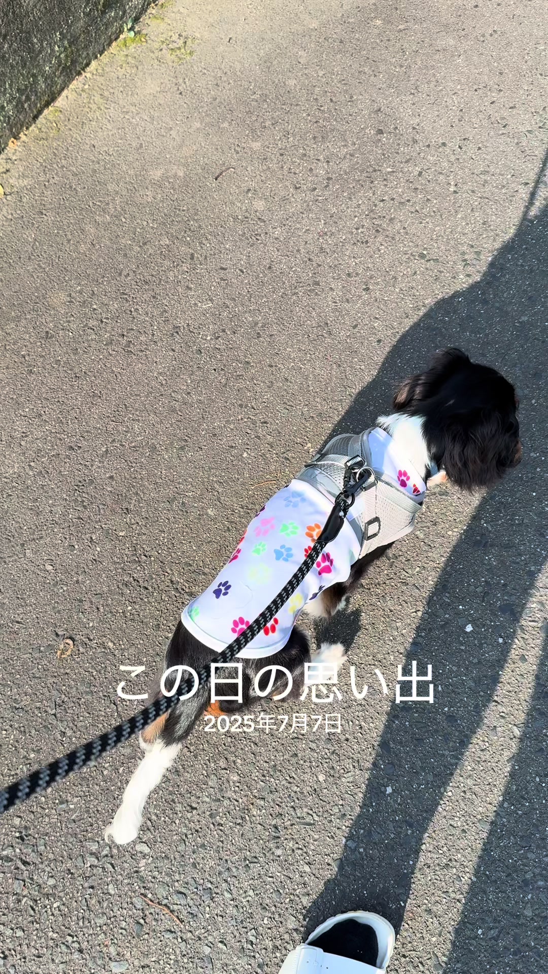 @じゃんけんぽん太🇬🇧🐶🇺🇸💎