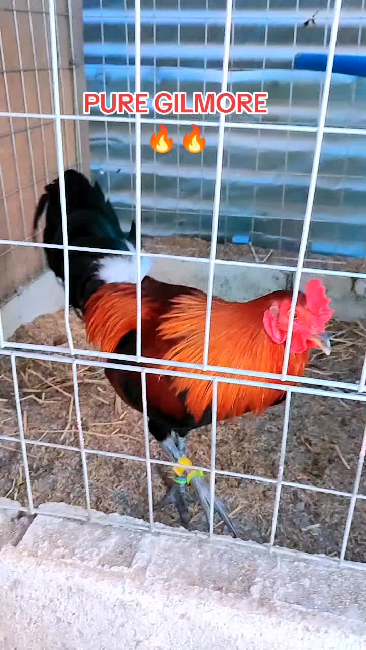 @RDDgamefowlbreeder