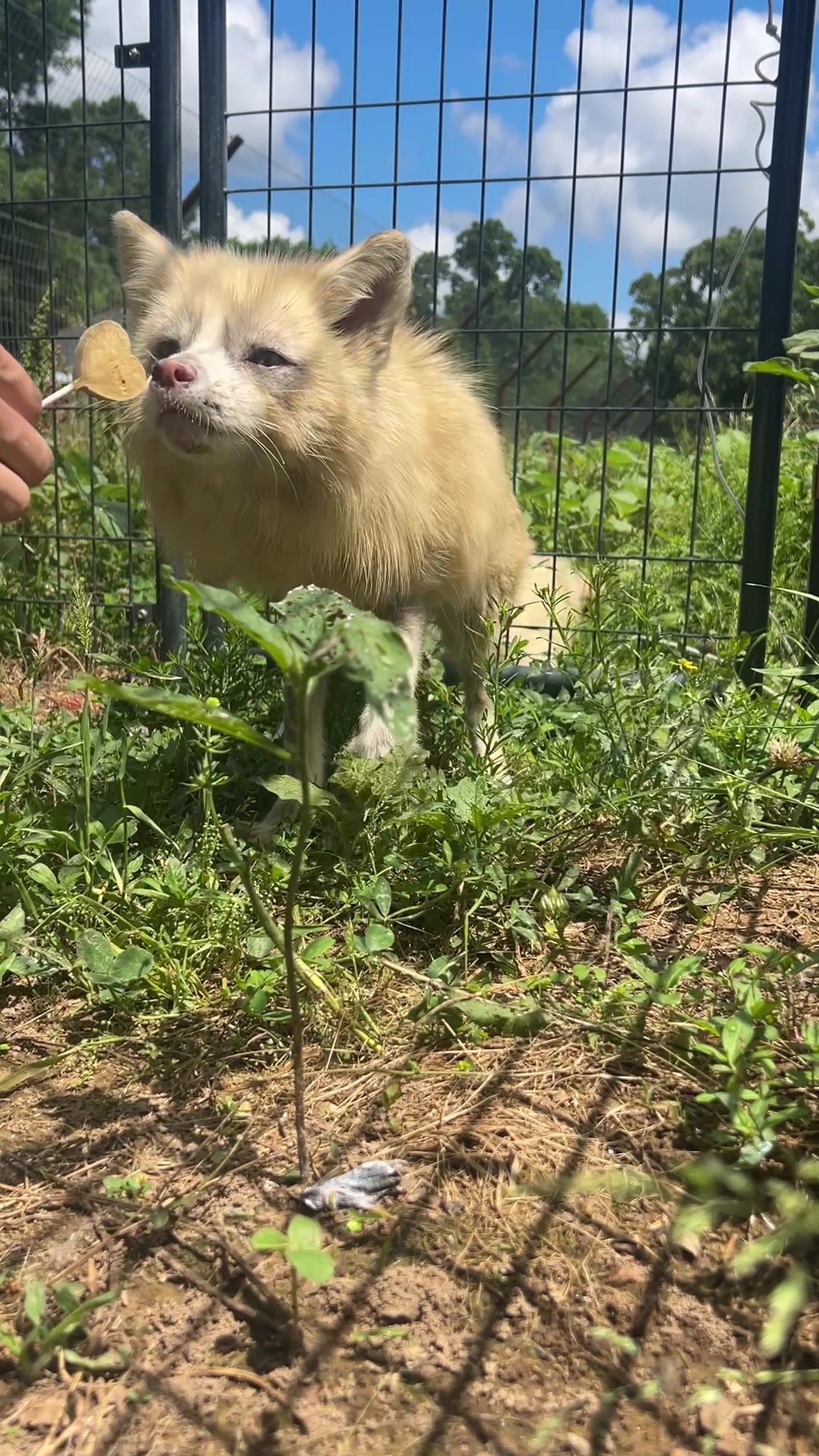 @Clevyr Creatures Fox Sanctuary