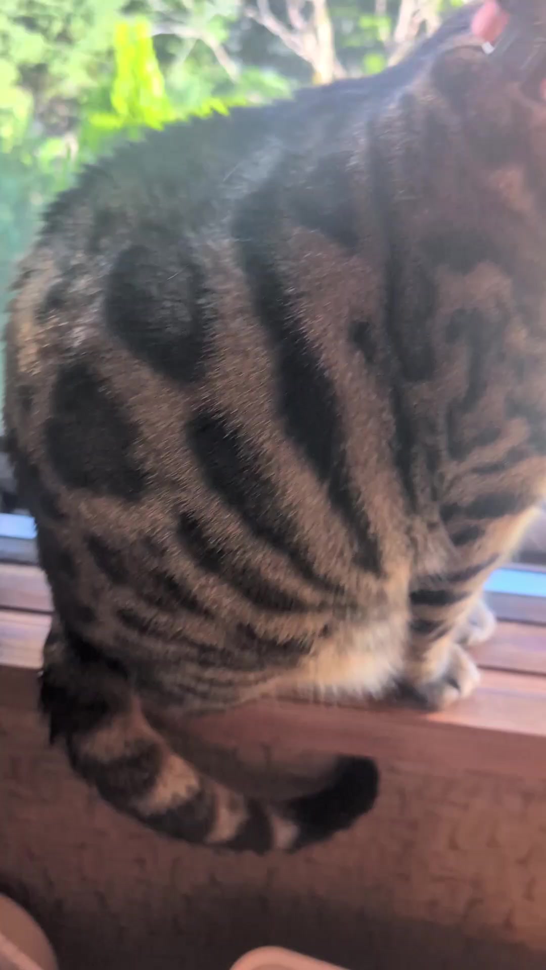 @すいぬこ😻