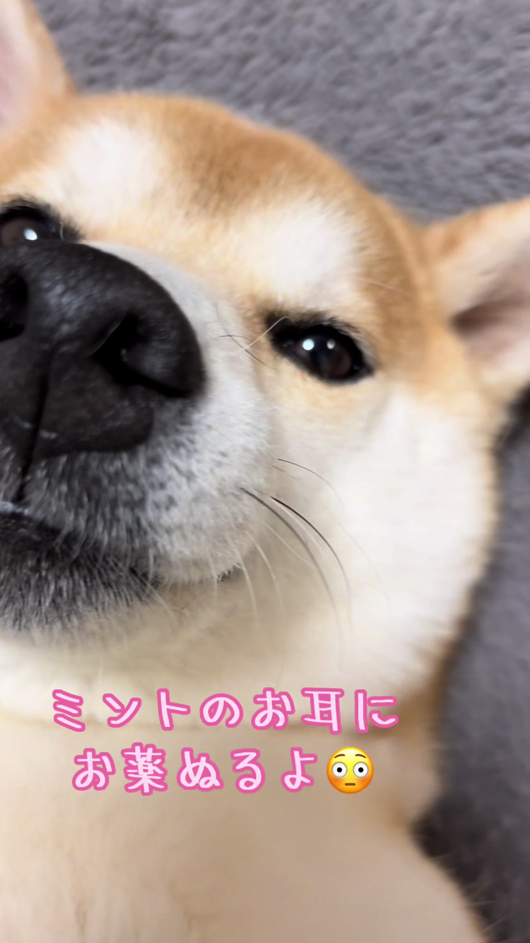 @ムックパパ🔶🐾