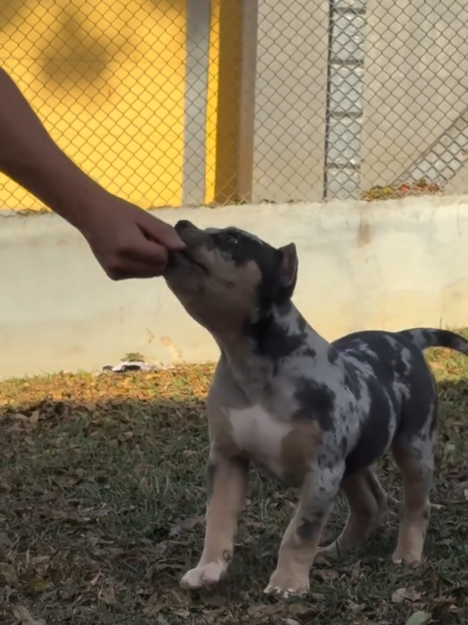 @K9 DZ