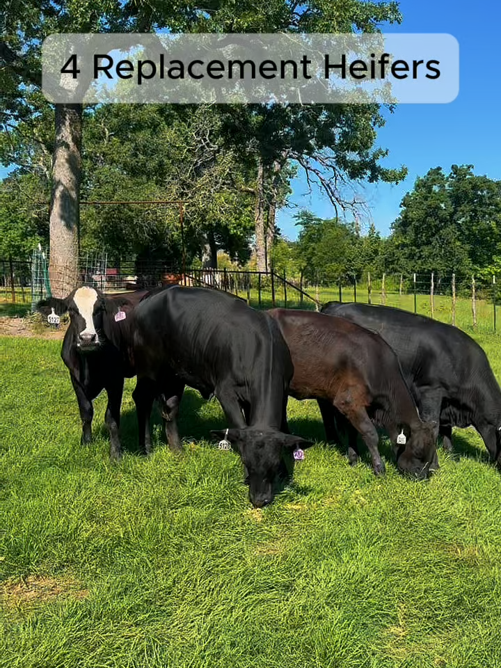 @Rutherford Land and Cattle