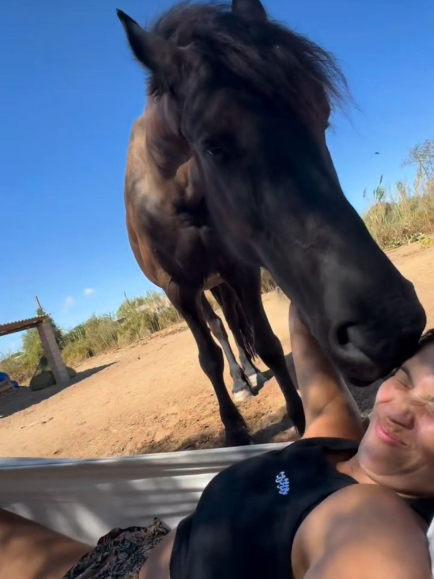 @streamhorse