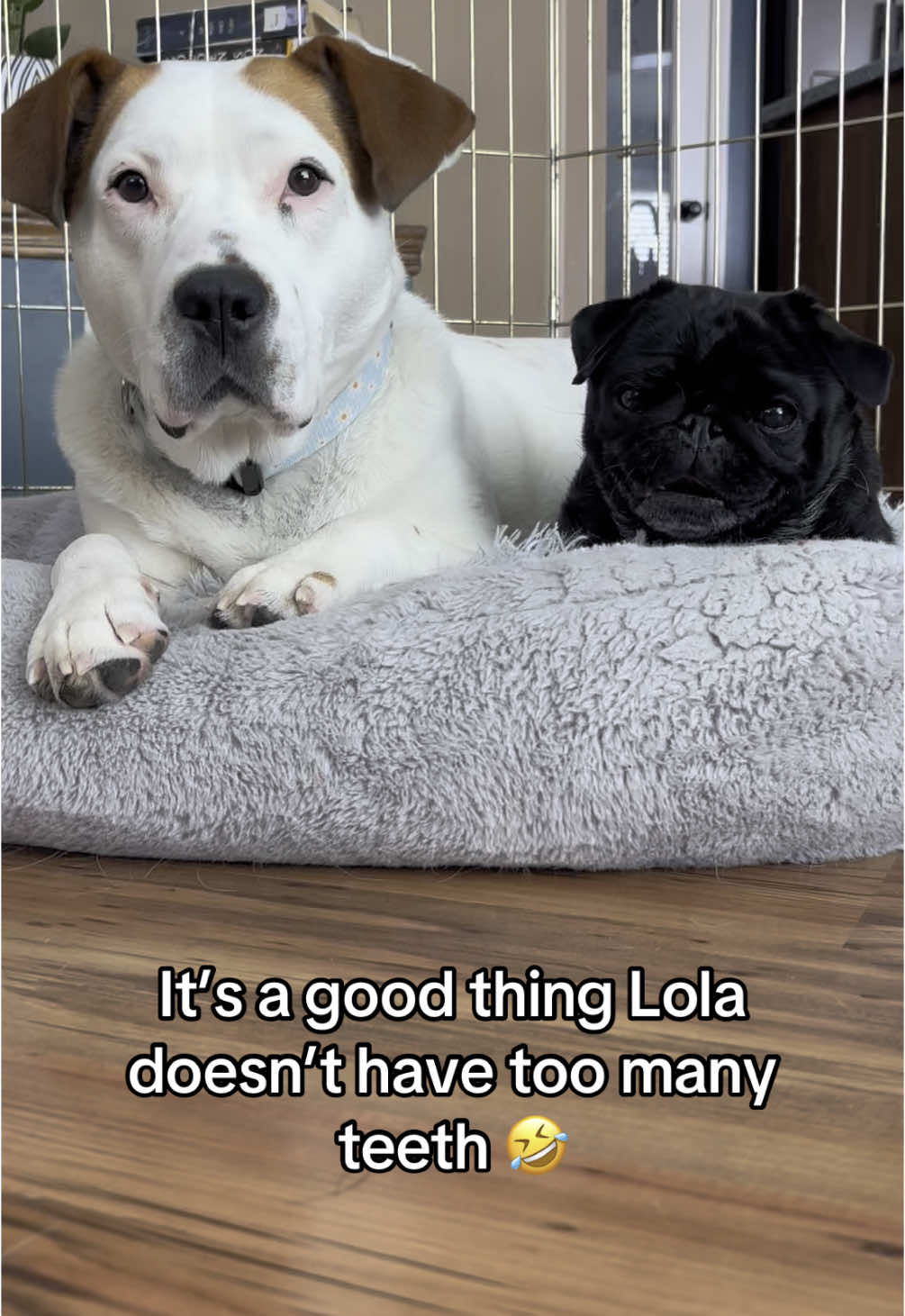 @Lola and Ludo ❤️