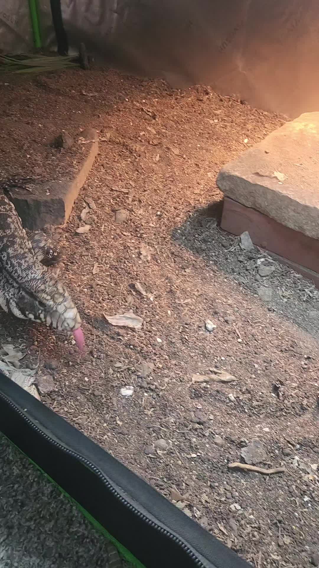 @Ballard’s Reptiles