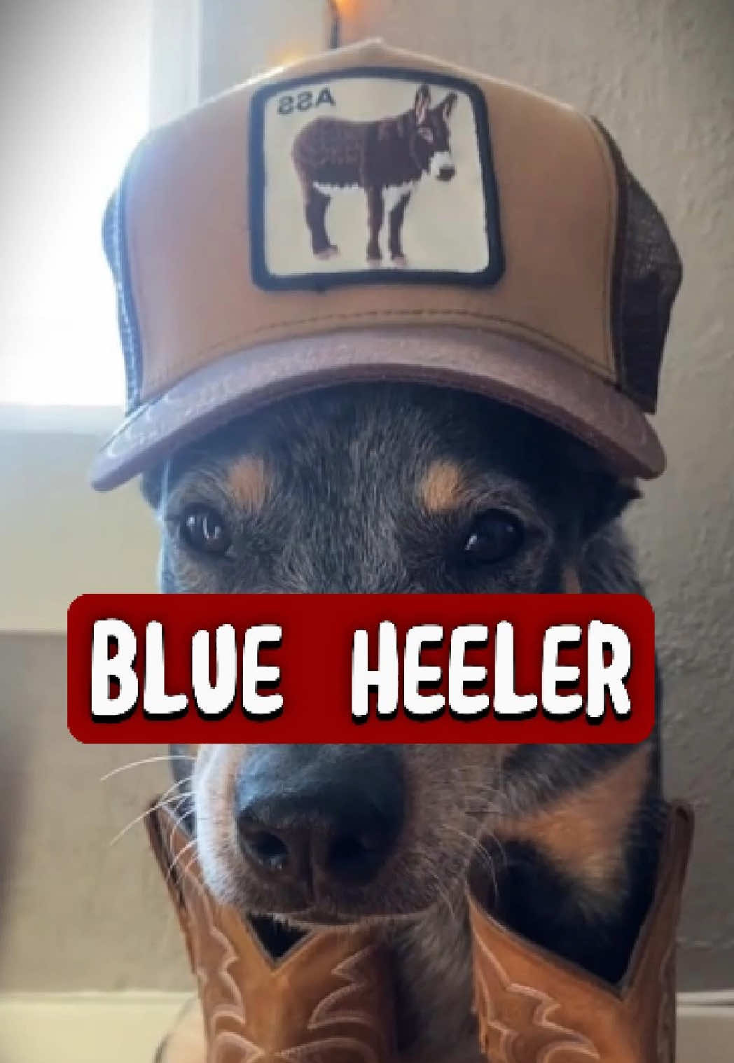 @RichyAnimals