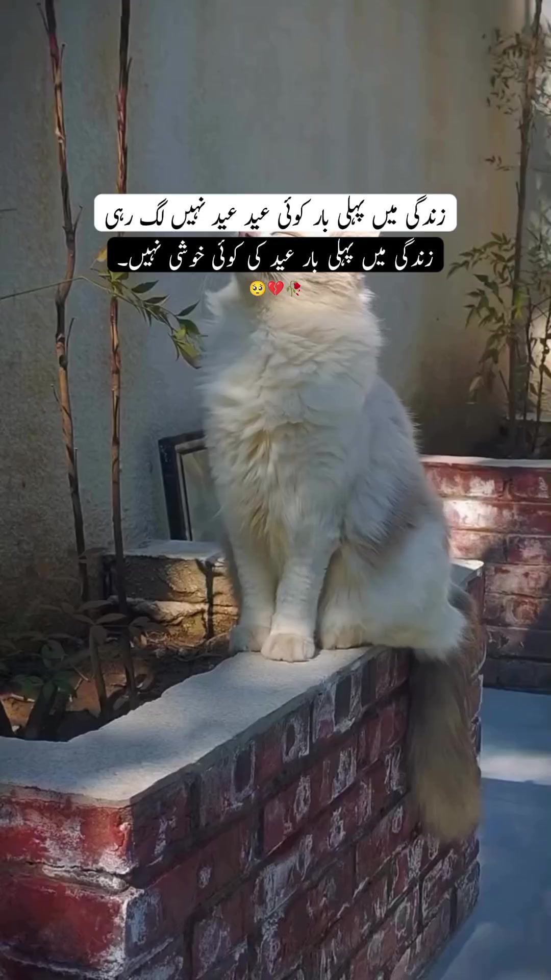 @ℍ𝕒𝕞𝕫𝕒❤🩹