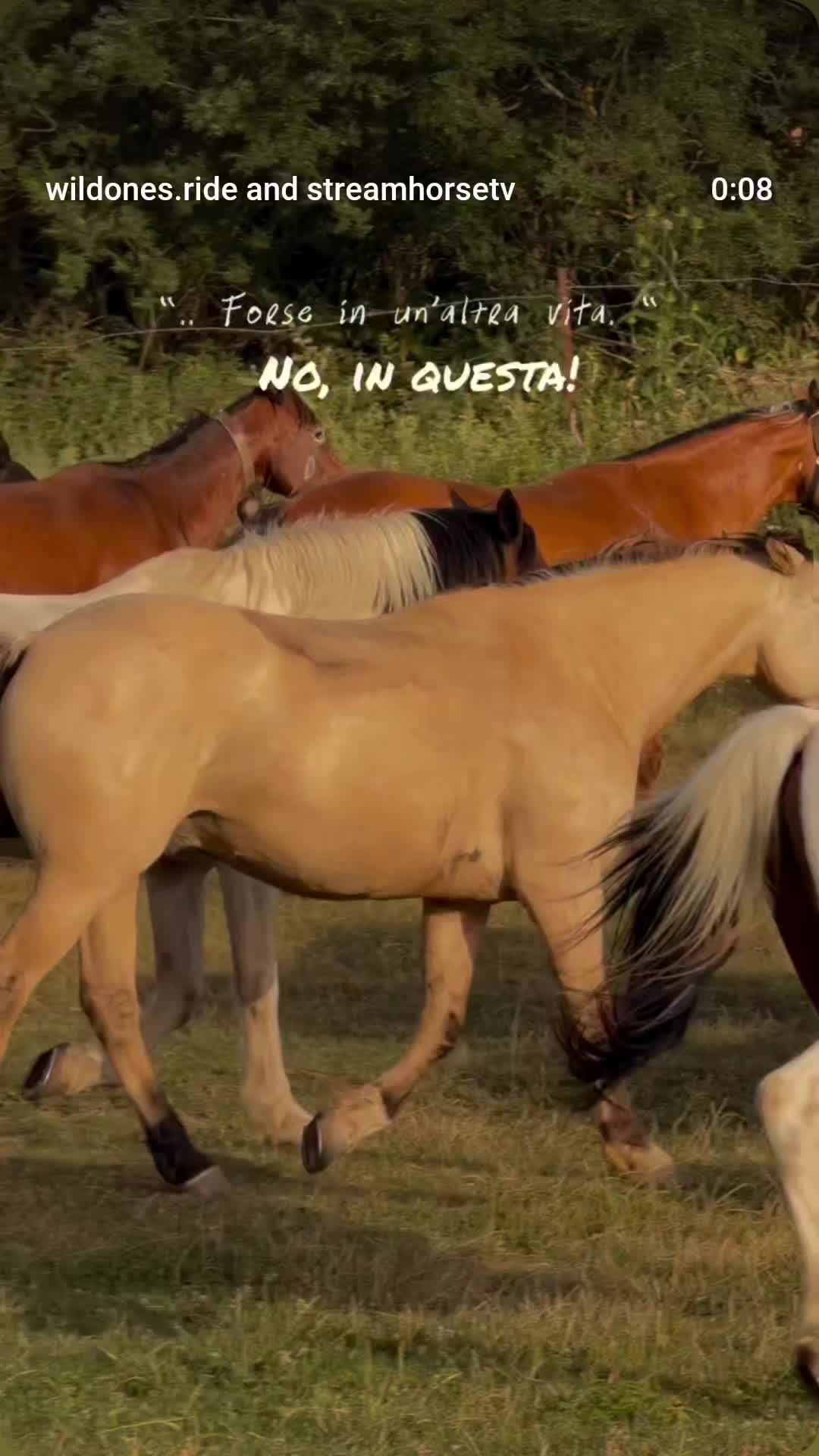 @streamhorse