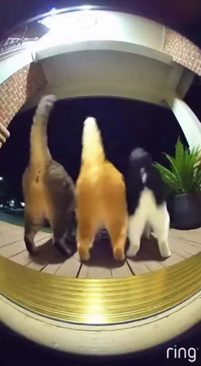 @petsmadnesstv