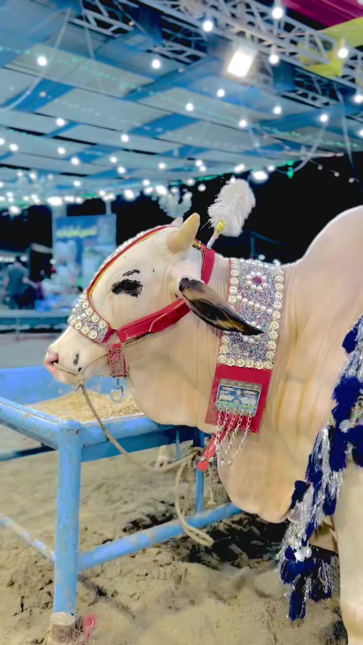 @✨.زاهد سولنگي واپاري. 🐐