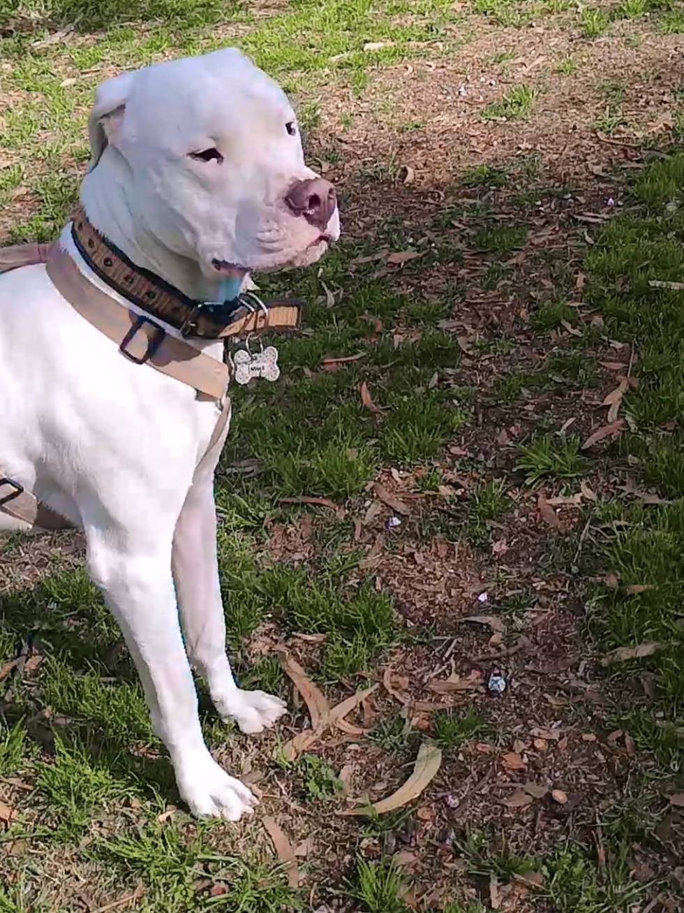 @Flor&Tango Dogo Argentino 🇦🇷