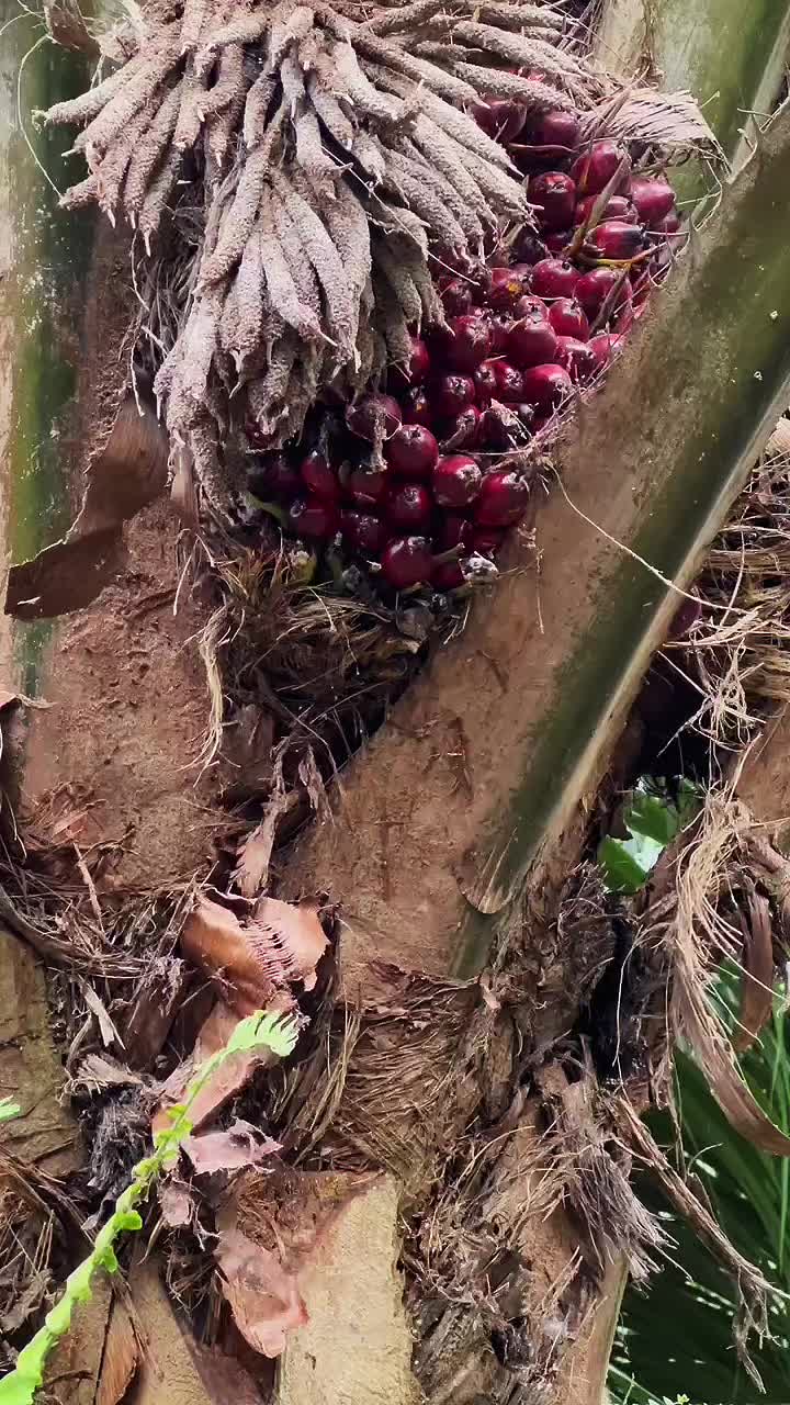 @Harry palm oil
