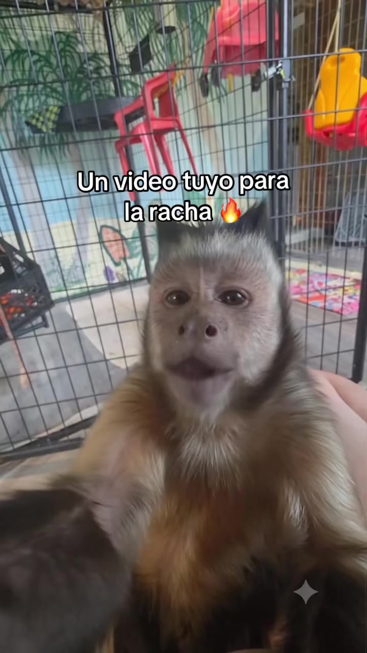 @RabPesito 🔥