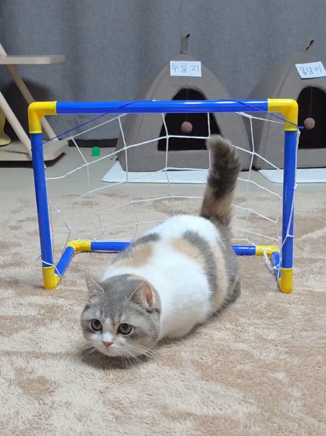 @Chonky World Of Cats