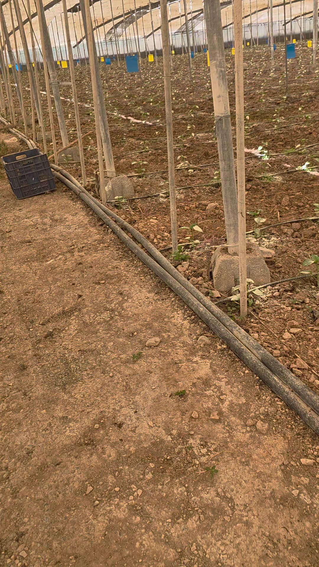 @El Extensionista del Agro