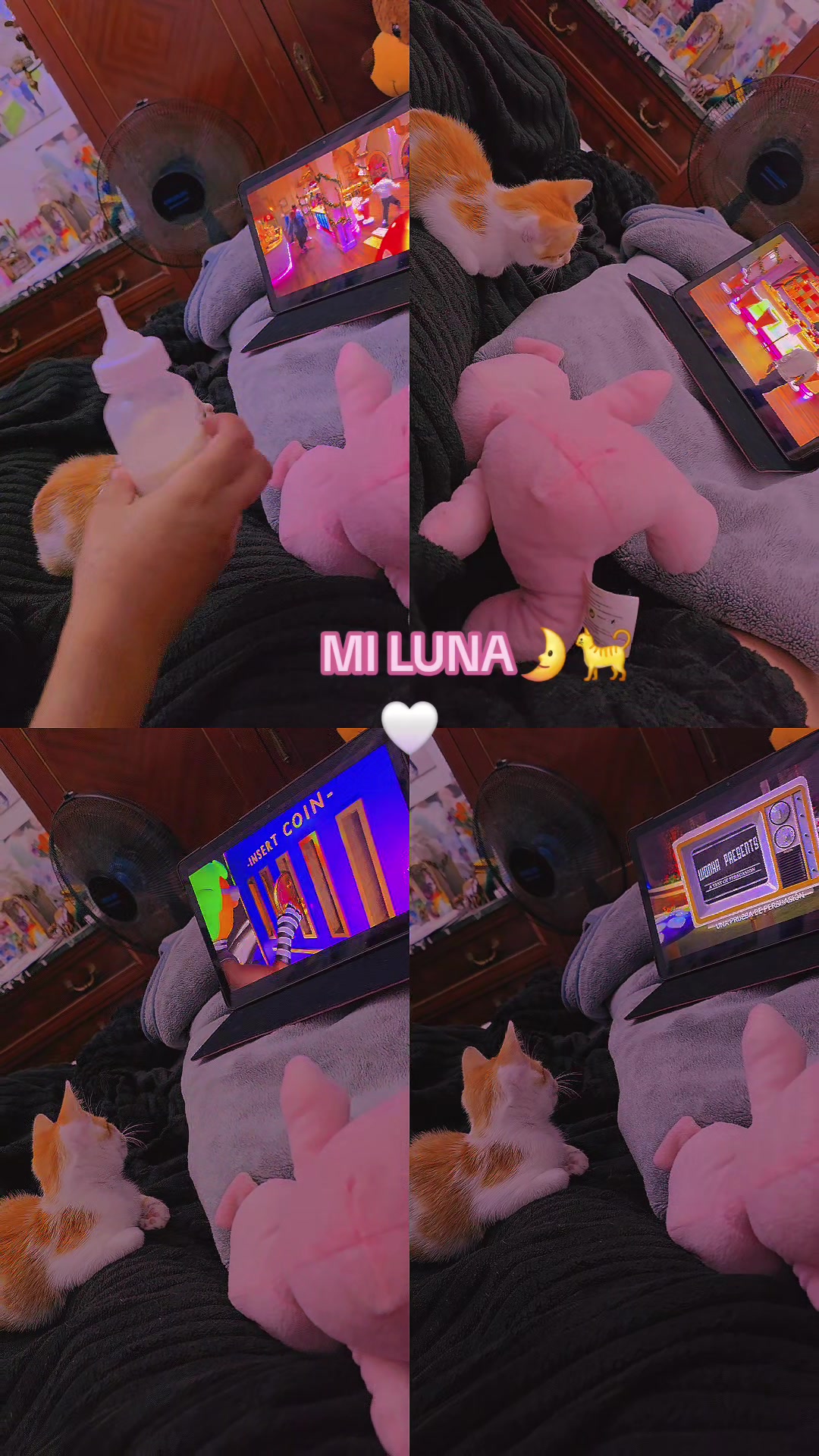 @Mirna🏳️🌈👑🌛🐈🕷♥️♠️🧸🐼🆎️