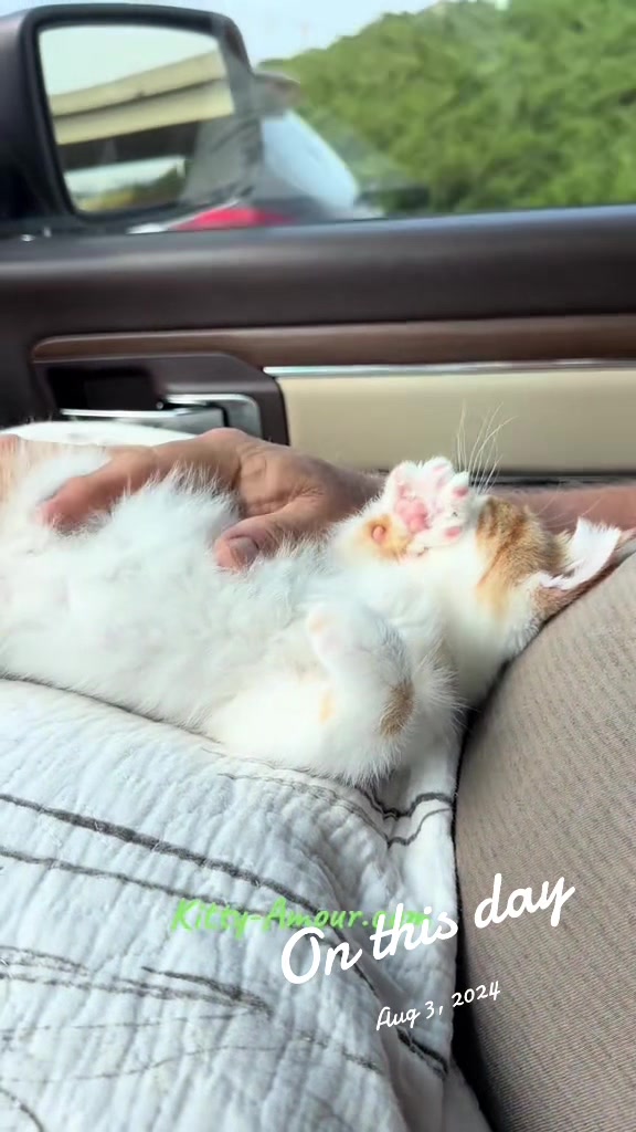 @KittyAmourCattery