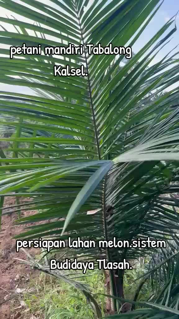 @SURYA TANI