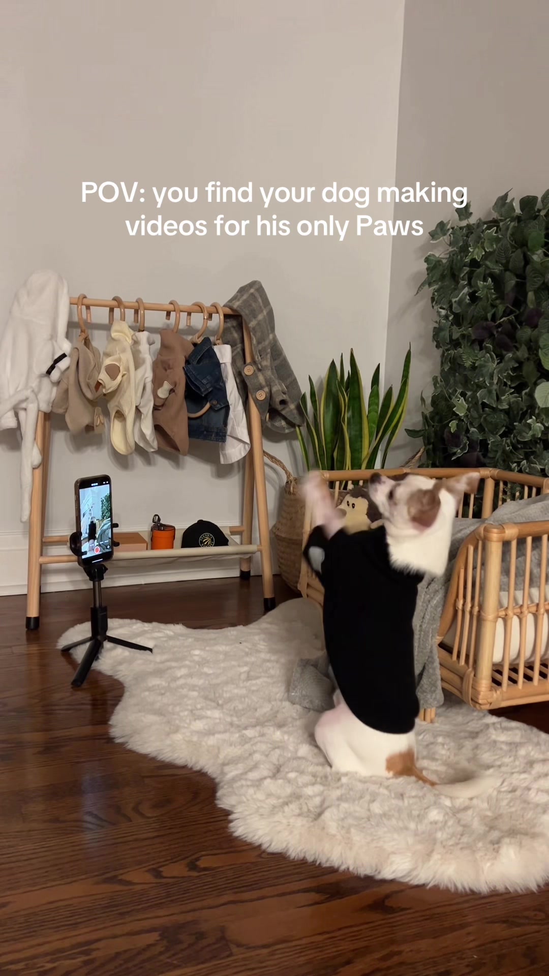 @Bao the Chihuahua