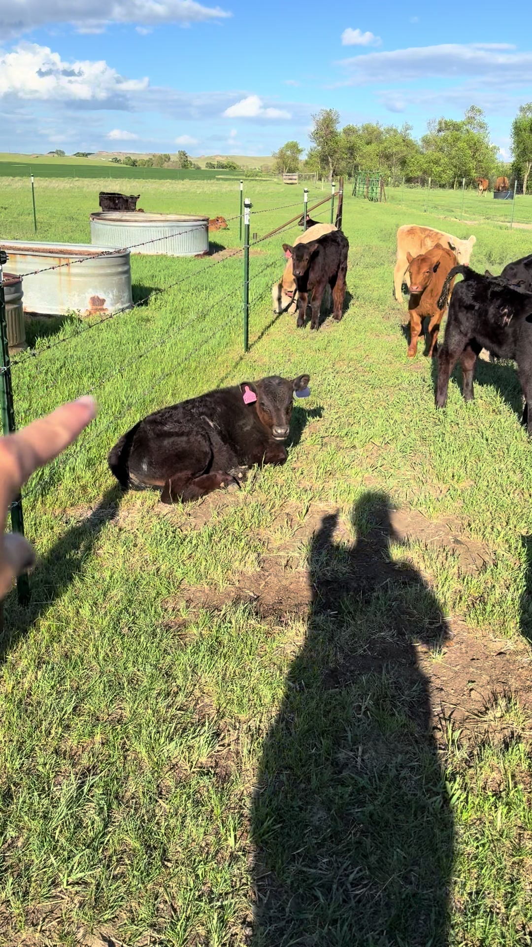 @Hayley | Crooked Creek Farms