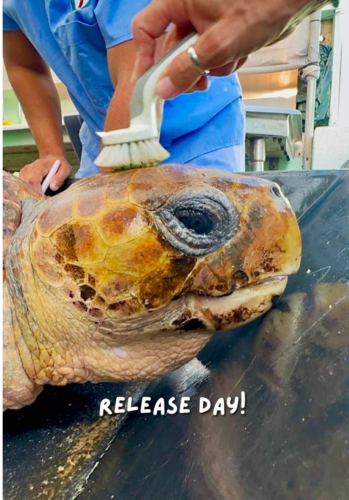 @The Turtle Hospital