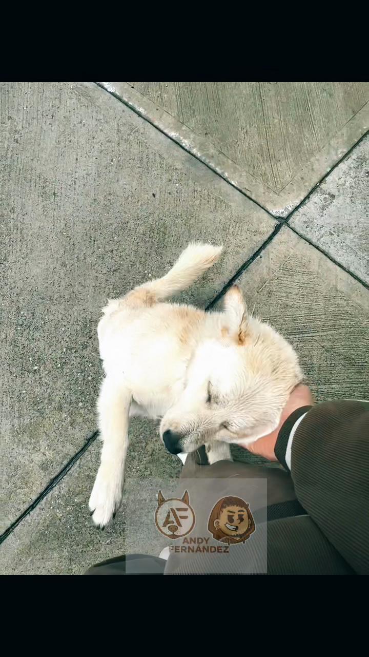 @elAndy Fern&aacute;ndez 💎 (H.A.F.O)